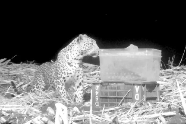 Vdeo viral mostra leopardo reencontrando seu filhote, carregando-o de volta na boca