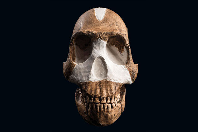 Como os humanos modernos, o Homo Naledi aproveitou o fogo para obter luz, calor e cozinhar