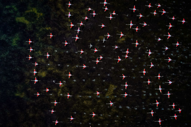 A migrao anual de flamingos que transforma o lago Publicat da ndia em um espetculo vicejante