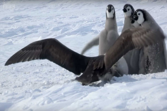 Filhotes de pinguim-imperador se defendem de um petrel-gigante