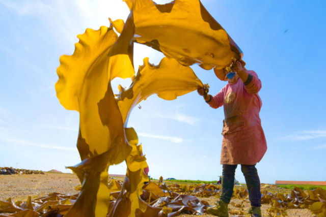 Por que as algas marinhas so uma opo natural para substituir certos plsticos