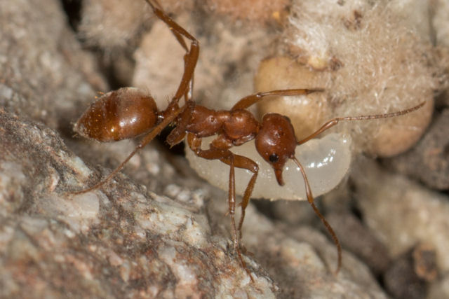 O horror da formiga que escraviza formigueiros inteiros
