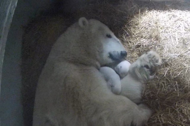 Adorveis filhotes gmeos de urso polar nascem em zoolgico nos EUA