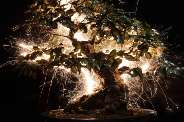 Rastros de luz iluminam bonsais esculturais em fotos de longa exposio