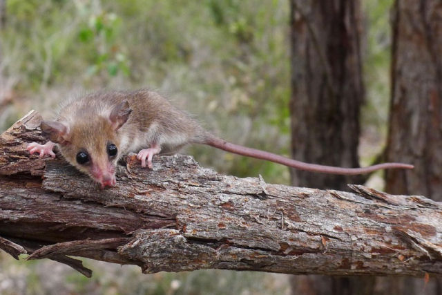 Pesquisadores encontram o menor filhote animal e ficam surpresos ao perceber que h mais