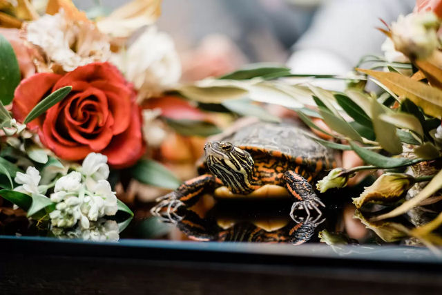 Tartaruga de 24 anos é daminha de honra no casamento de seu humano