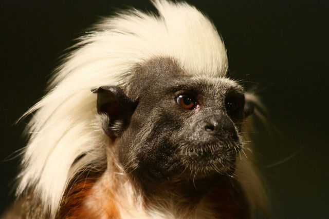 A fêmea dominante do mico-titi exala feromônios para impedir que outras fêmeas acasalem