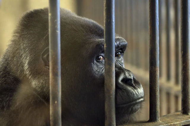 'Morrendo de tdio': a luta para libertar uma gorila de um shopping na Tailndia