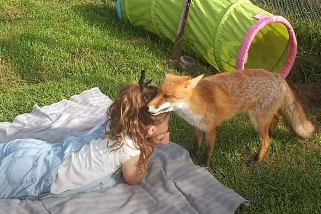 Garotinha forma vnculo inseparvel com raposa resgatada