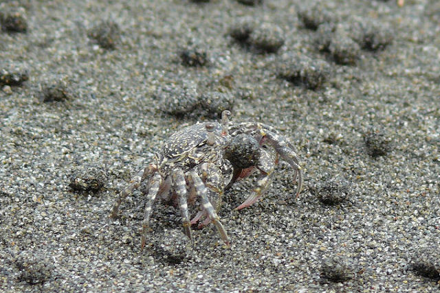 Uma viso prxima de como o caranguejo-borbulhador-de-areia faz suas bolinhas