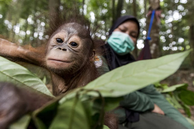Como os filhotes de orangotango so preparados para voltar  natureza?