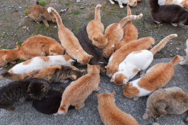 A Ilha Aoshima do Japo tem o equivalente a 10 gatos por pessoa