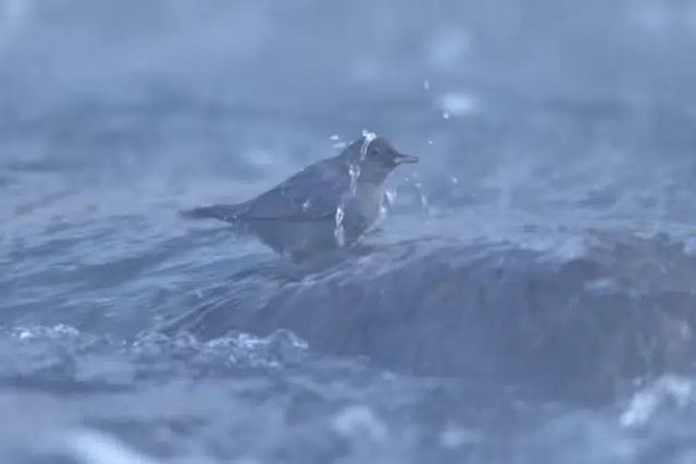 O mergulhão-americano é um dos poucos passarinhos canoros verdadeiramente aquáticos