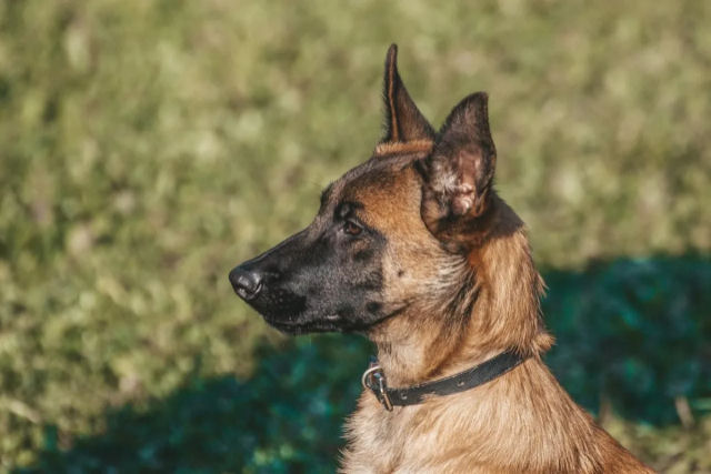 A raa de cachorro mais inteligente no  o border collie, de acordo com um meta-estudo recente