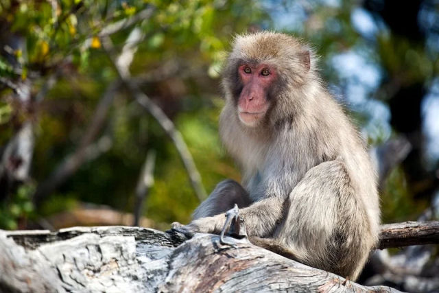 Estas so as primeiras imagens de um macaco-japons pescando