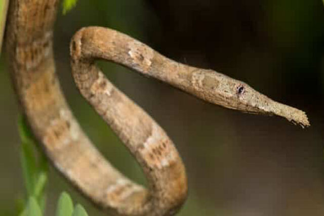 A cobra-nariz-de-folha  mais uma das bizarrices de Madagascar