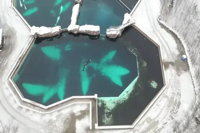 Drone grava a vida solitria de Kiska, a orca mais isolada do planeta