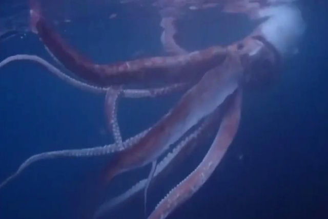 Dois mergulhadores conseguem gravar uma lula-gigante nadando na costa do Japo