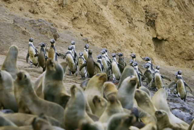 Para chager ao mar pinguins precisam cruzar uma turba de leões-marinhos