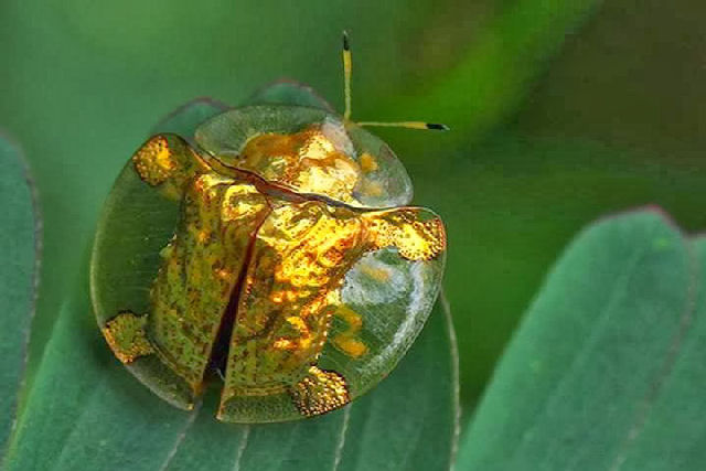 O besouro-tartaruga-dourado parece guardar o conto do 