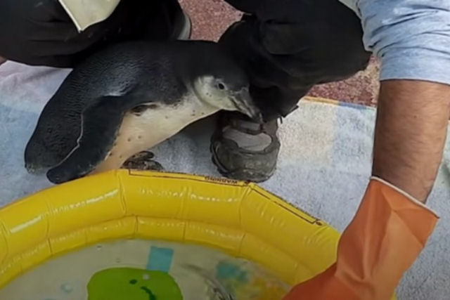O que fazer quando inacreditavelmente um pinguim tem medo de gua?