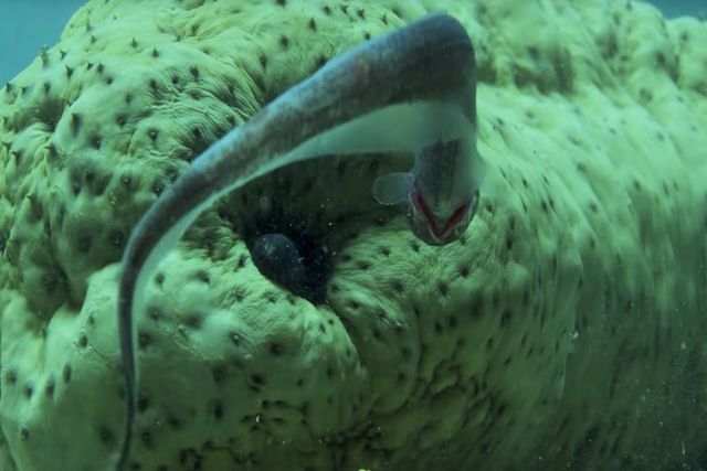 O peixe-palito vive dentro do nus do pepino-do-mar