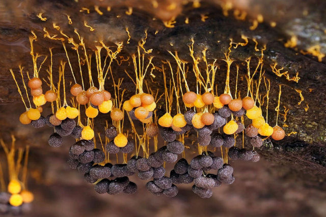 Macrofotografias mostram a espantosa biodiversidade dos fungos