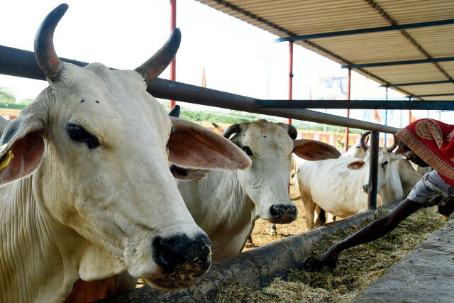 Índia pede aos cidadãos que 'abracem uma vaca' no Dia dos Namorados