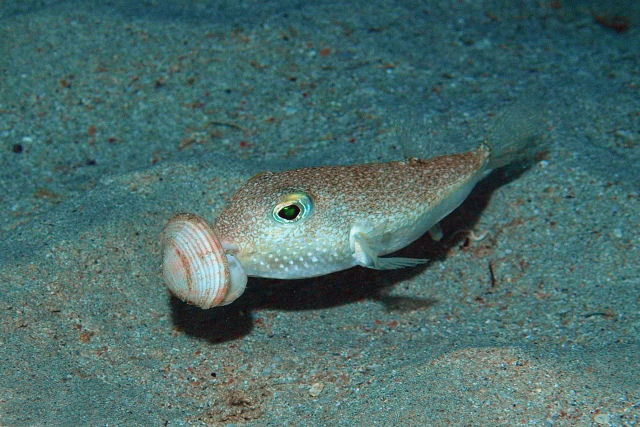 Arte subaqutica: baiacu fofinho escava ninhos intrincados nas guas do mar do Japo