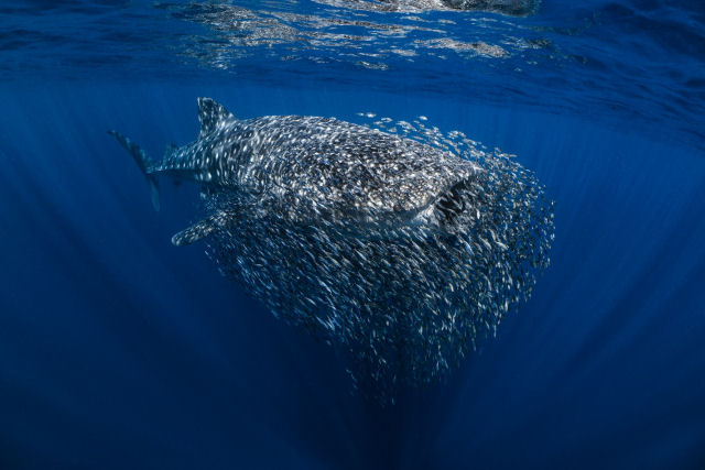 Concurso de Fotografia Subaquática 2023 mergulha nas vidas impressionantes das criaturas aquáticas