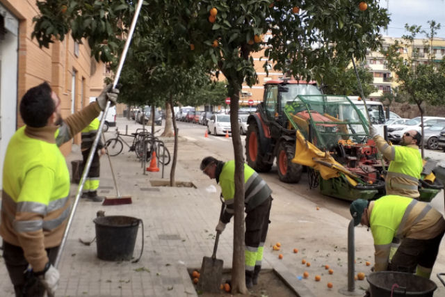 Por que não é possível comer as laranjas das ruas de Valência, na Espanha?