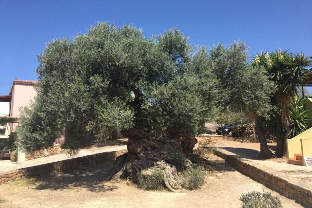 Oliveira de 3.000 anos na ilha grega de Creta ainda produz azeitonas hoje