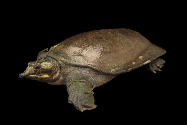 O que a tartaruga-pavo-birmanesa faz com a cabea  espetacularmente legal