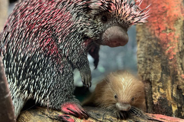 Os filhotes de porco-espinho nascem com espinhos macios para proteger a mãe durante o parto