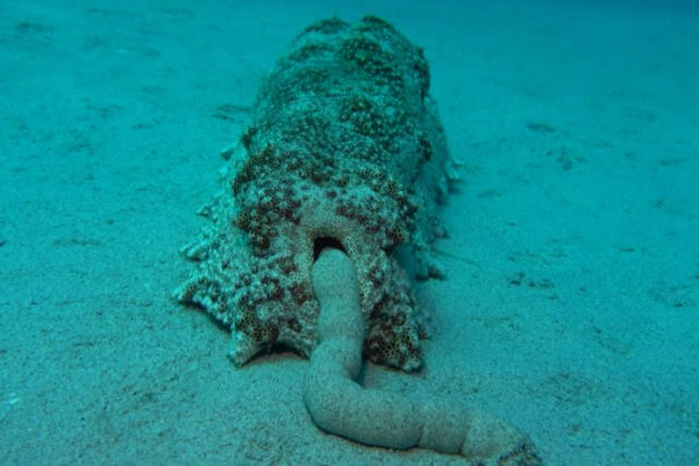 Este pepino-do-mar fazendo coc  uma das coisas mais estranhas que voc j viu