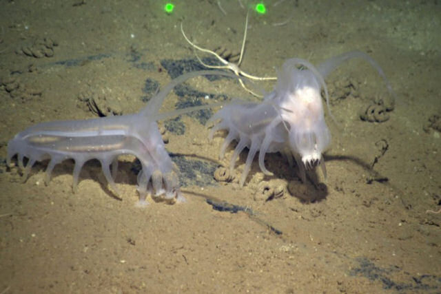 Os estranhos porcos-do-mar que vasculham as profundezas dos leitos marinhos