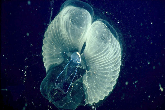 O larvceo-gigante parece um girino flutuante alojado em uma gua viva