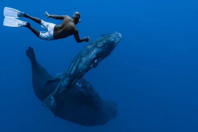 A baleia-azul no se perfila como maior animal apenas por seu tamanho