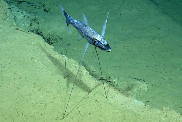 Peixe trip: um peixe de profundidade capaz de 'ficar de p'