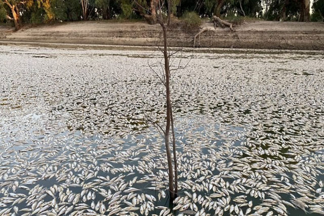 Milhes de peixes mortos esto apodrecendo em um rio australiano