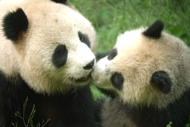 Me panda ensina seu filhote a comer bambu