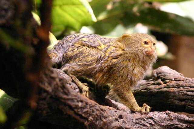 O menor macaco do mundo vive na Amaznia