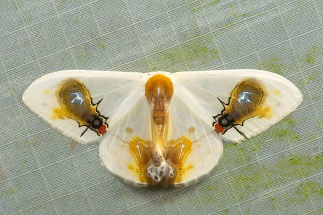 A misteriosa Macrocilix maia tem moscas comendo excrementos nas suas asas