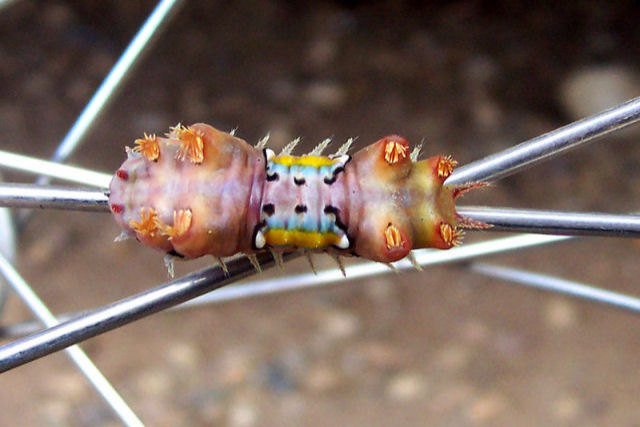 O veneno da lagarta da mariposa-manchada tem potencial para a criao de novos medicamentos