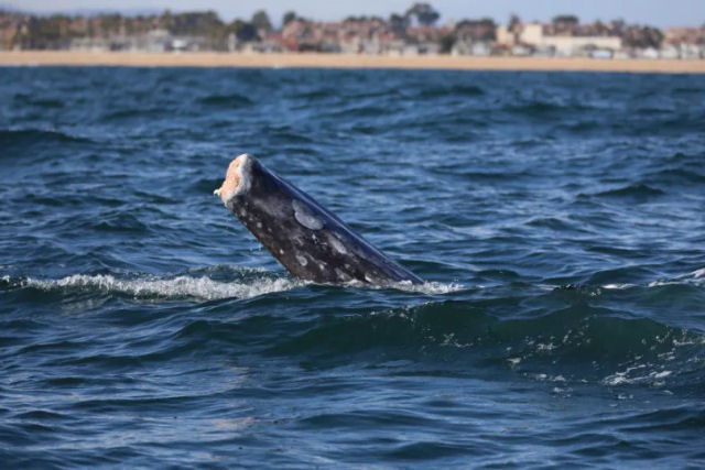 Baleia que perdeu a cauda encontrou uma maneira de nadar de lado