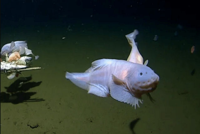 Pesquisadores registram um peixe nadando a mais de 8.300 metros abaixo da superfcie