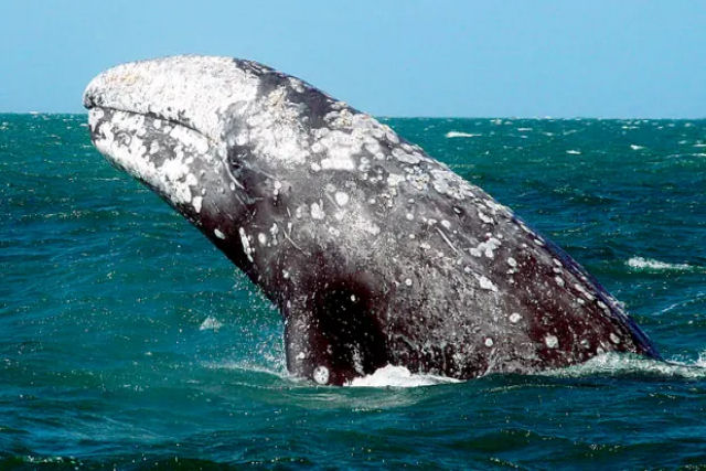 Imagens raras de drones mostram 30 orcas atacando um par de baleias e tentando comê-las vivas