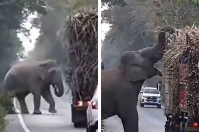 Elefante tira proveito de uma placa de travessia de elefante para roubar um lanche de um caminho