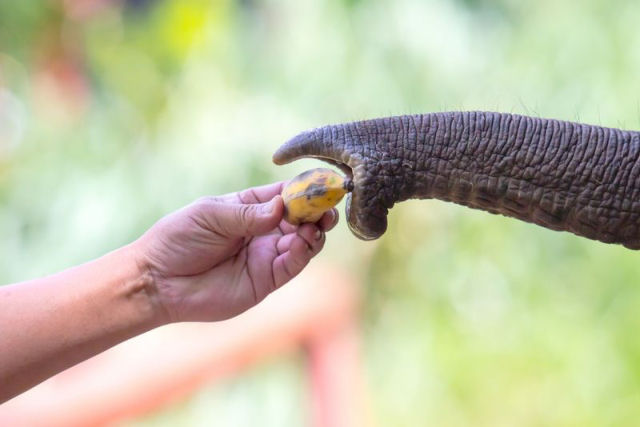 Elefanta no zoo de Berlim aprende a descascar bananas observando humanos