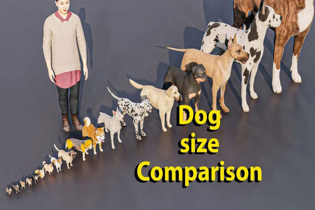 Do minúsculo ao imponente: vídeos comparam tamanhos de animais adultos